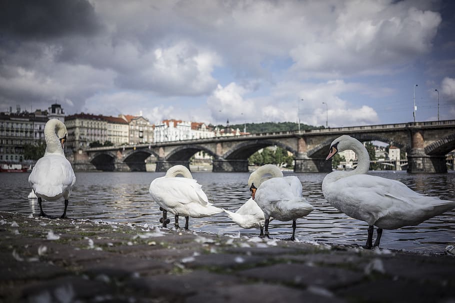 Vltava river, Prague 