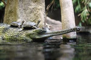 Crocodile Zoo Prague (Krokodýlí Zoo Praha)