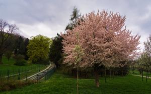 Thumbnail for Vacationing at Prague in the Spring time