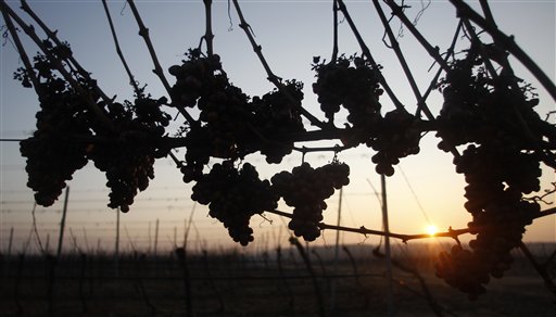 Grapes of Pinot Noir hang on a vineyard as the sun rises near the village of Stosikovice na Louce, Czech Republic. (AP Photo/Petr David Josek)