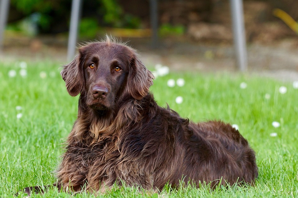 dog-782498_960_720