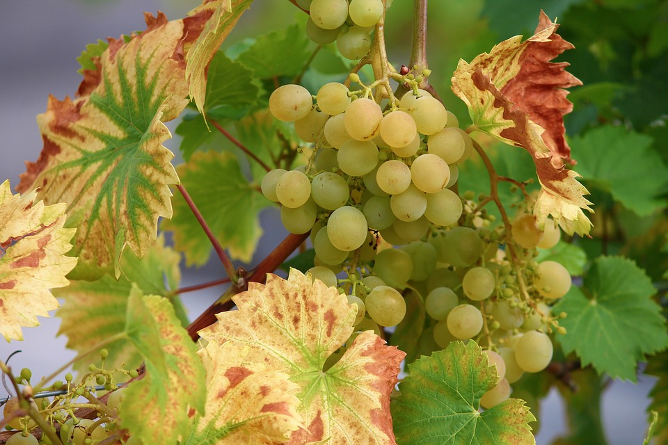 Grape Harvest 