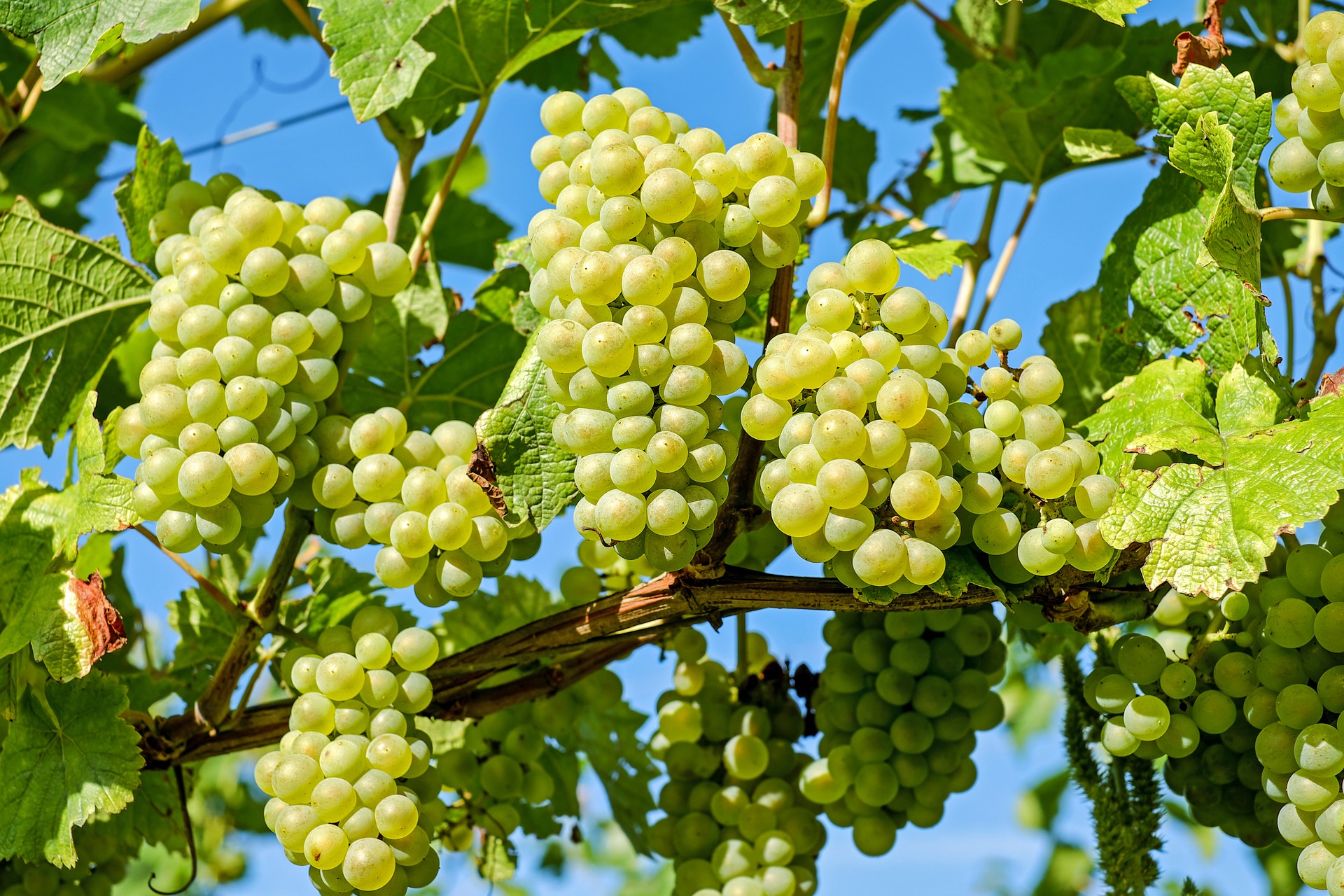 grape must grape must