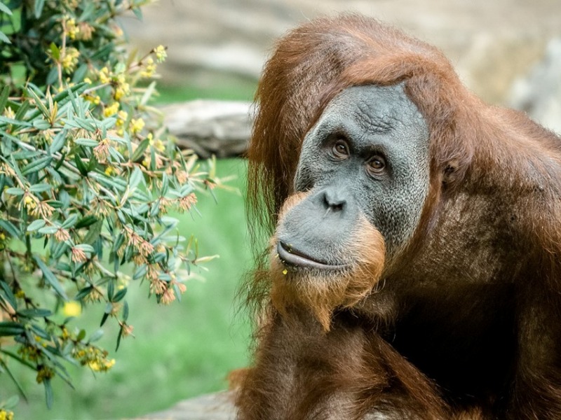 Zoo Praha