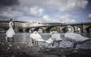 Thumbnail for Safe Ways to Celebrate the New Year in Prague